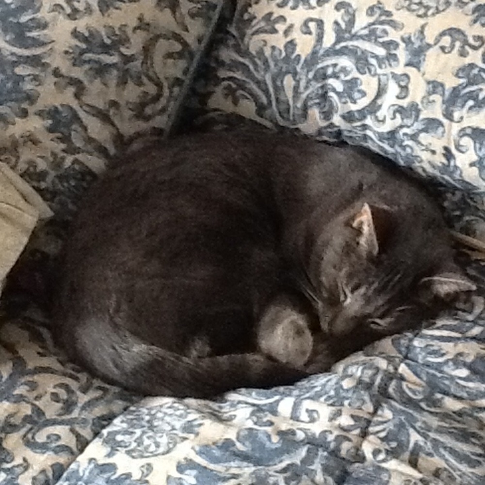 Meet your Posher, ApplePieNYC